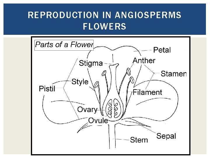 REPRODUCTION IN ANGIOSPERMS FLOWERS 