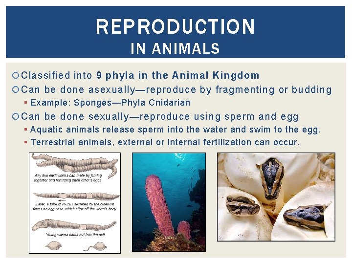 REPRODUCTION IN ANIMALS Classified into 9 phyla in the Animal Kingdom Can be done
