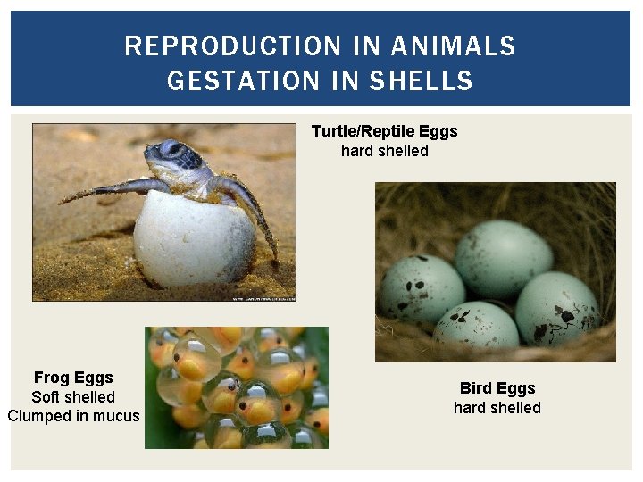 REPRODUCTION IN ANIMALS GESTATION IN SHELLS Turtle/Reptile Eggs hard shelled Frog Eggs Soft shelled