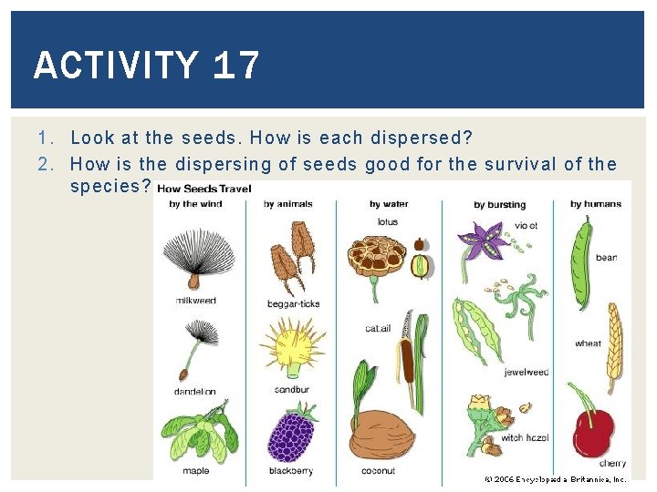 ACTIVITY 17 1. Look at the seeds. How is each dispersed? 2. How is