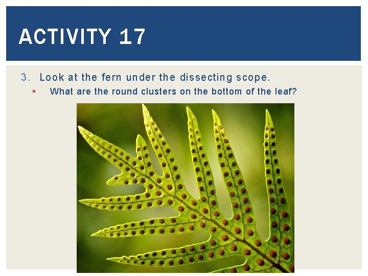 ACTIVITY 17 3. Look at the fern under the dissecting scope. § What are