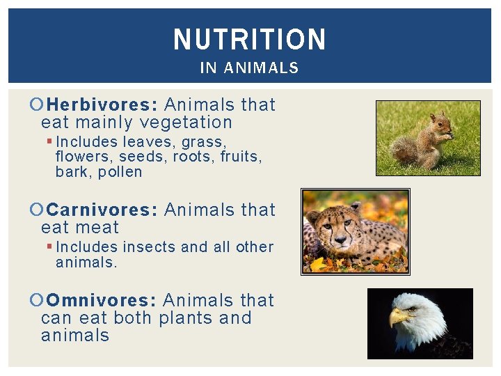 NUTRITION IN ANIMALS Herbivores: Animals that eat mainly vegetation § Includes leaves, grass, flowers,