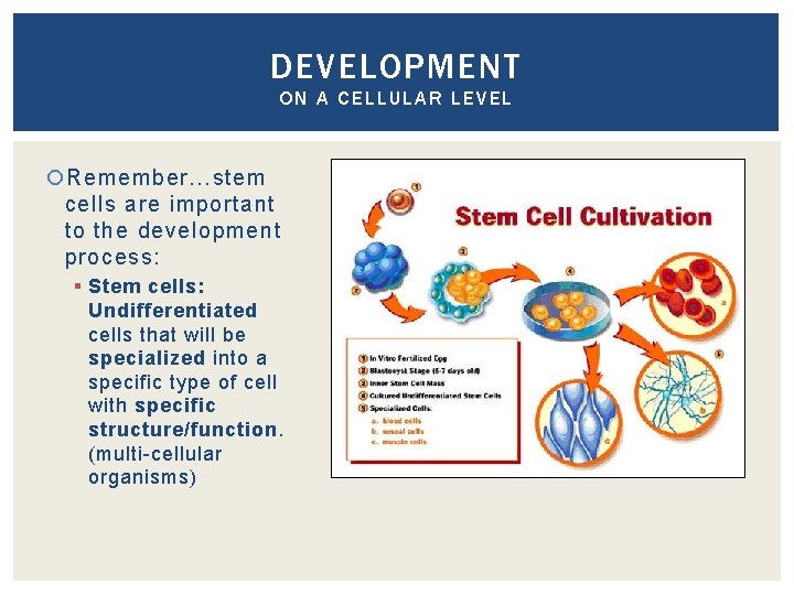 DEVELOPMENT ON A CELLULAR LEVEL Remember…stem cells are important to the development process: §
