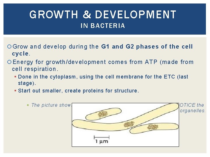 GROWTH & DEVELOPMENT IN BACTERIA Grow and develop during the G 1 and G