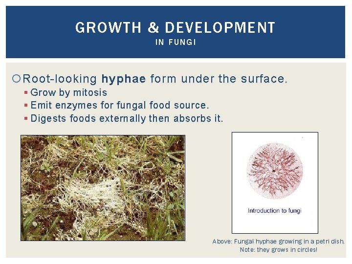 GROWTH & DEVELOPMENT IN FUNGI Root-looking hyphae form under the surface. § Grow by