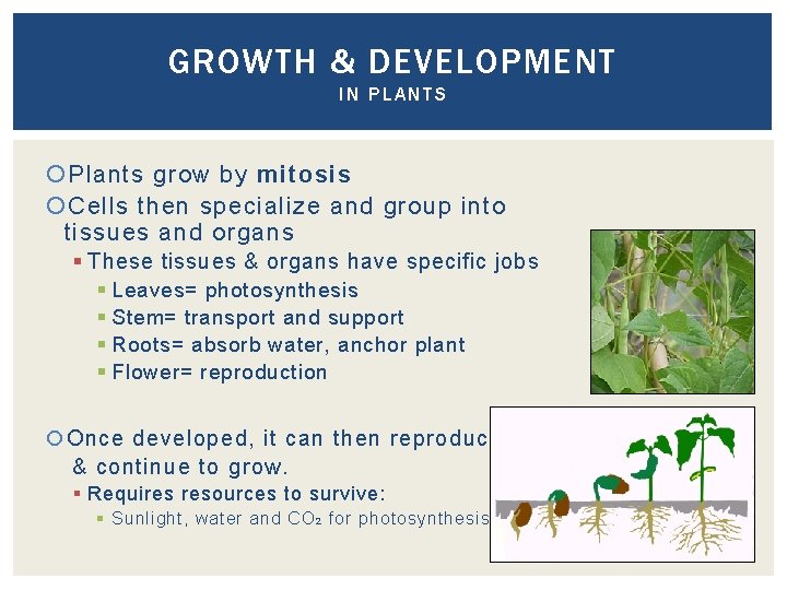 GROWTH & DEVELOPMENT IN PLANTS Plants grow by mitosis Cells then specialize and group