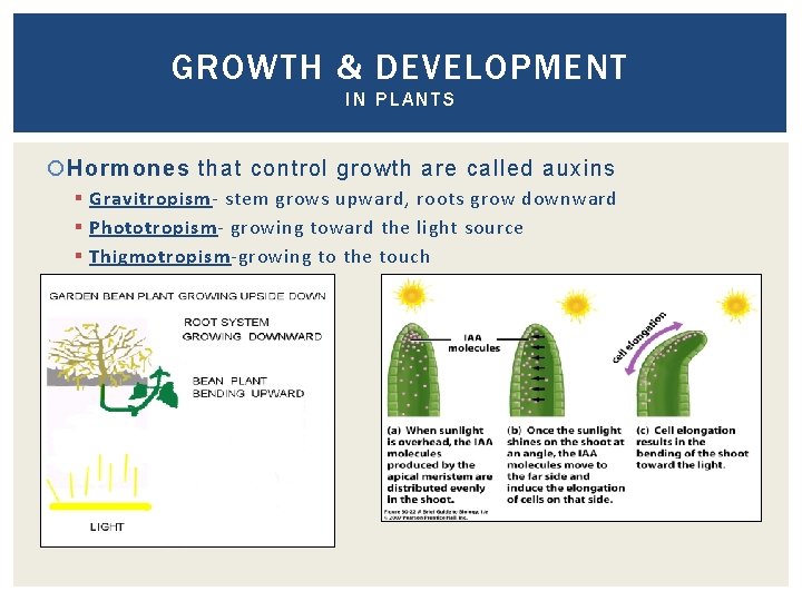 GROWTH & DEVELOPMENT IN PLANTS Hormones that control growth are called auxins § Gravitropism-