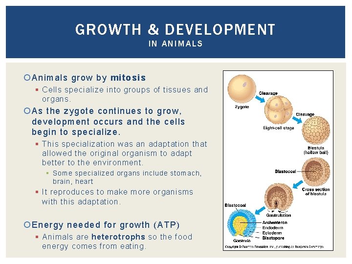 GROWTH & DEVELOPMENT IN ANIMALS Animals grow by mitosis § Cells specialize into groups