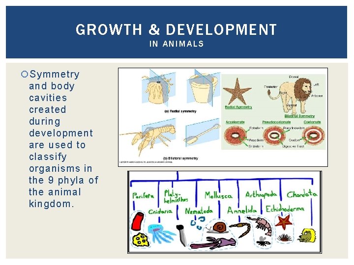 GROWTH & DEVELOPMENT IN ANIMALS Symmetry and body cavities created during development are used