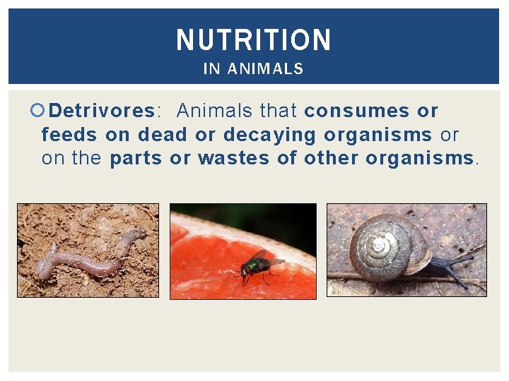 NUTRITION IN ANIMALS Detrivores: Animals that consumes or feeds on dead or decaying organisms