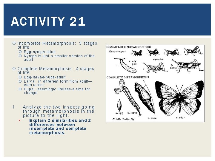 ACTIVITY 21 Incomplete Metamorphosis: 3 stages of life Egg-nymph-adult Nymph is just a smaller