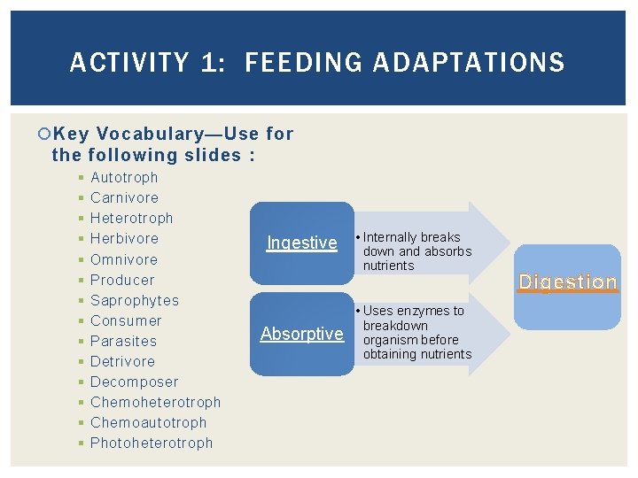 ACTIVITY 1: FEEDING ADAPTATIONS Key Vocabulary—Use for the following slides : § § §