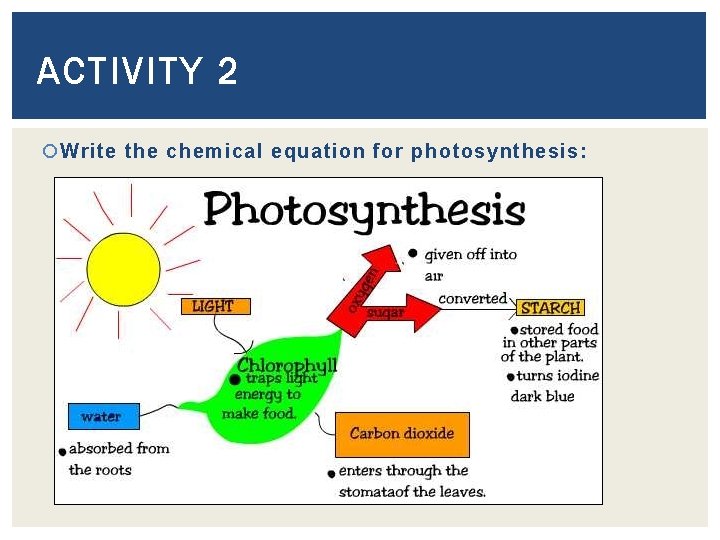 ACTIVITY 2 Write the chemical equation for photosynthesis: 