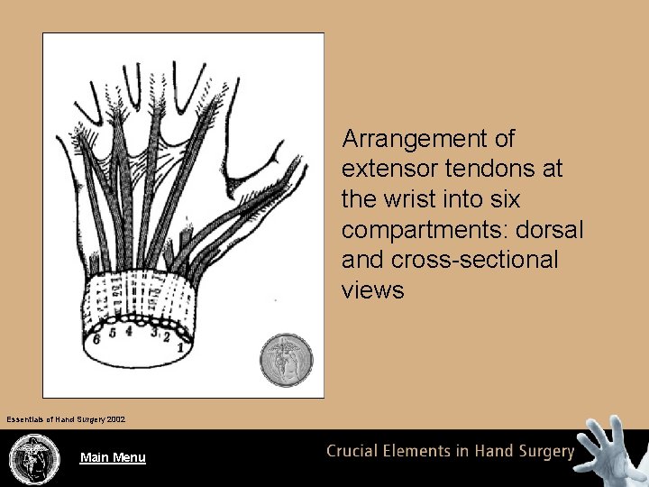 Arrangement of extensor tendons at the wrist into six compartments: dorsal and cross-sectional views
