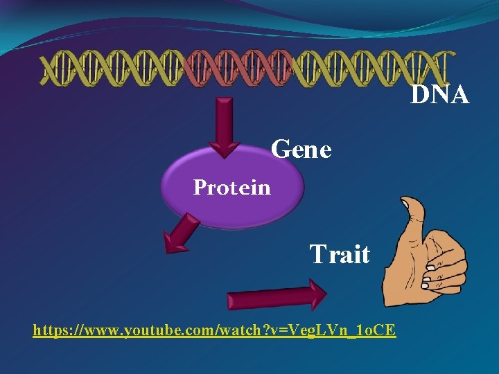 DNA Gene Protein Trait https: //www. youtube. com/watch? v=Veg. LVn_1 o. CE 