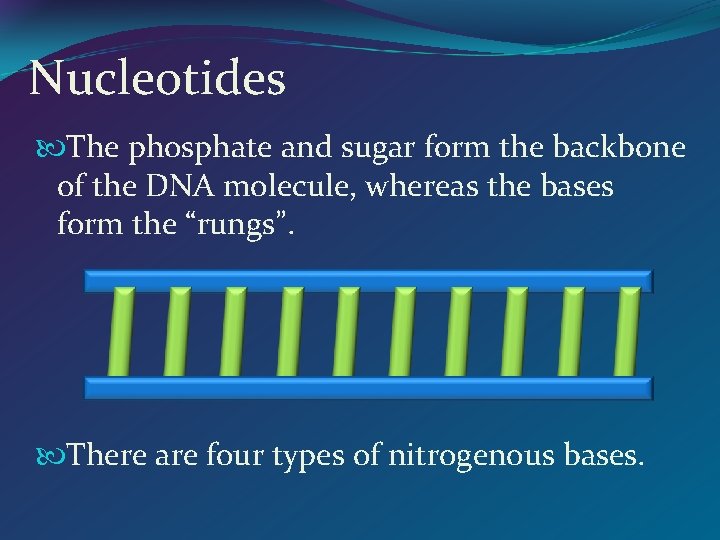 Nucleotides The phosphate and sugar form the backbone of the DNA molecule, whereas the