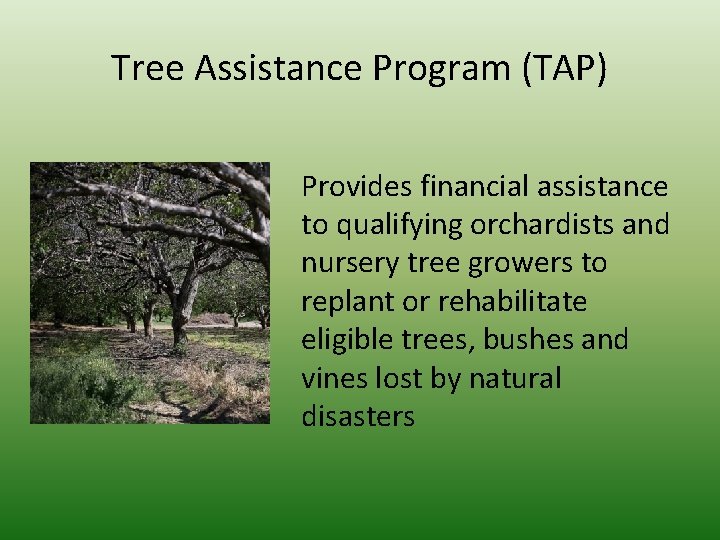 Tree Assistance Program (TAP) Provides financial assistance to qualifying orchardists and nursery tree growers