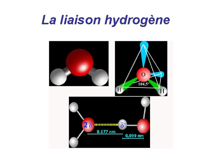 La liaison hydrogène 