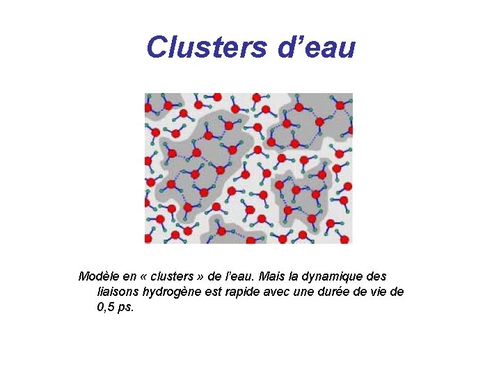 Clusters d’eau Modèle en « clusters » de l’eau. Mais la dynamique des liaisons