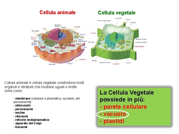 Differenza Tra Cellula Animale E Cellula Vegetale Cellula animale e cellula vegetale condividono molti organuli