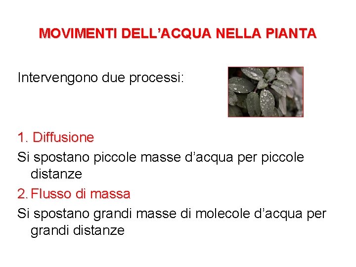 MOVIMENTI DELL’ACQUA NELLA PIANTA Intervengono due processi: 1. Diffusione Si spostano piccole masse d’acqua