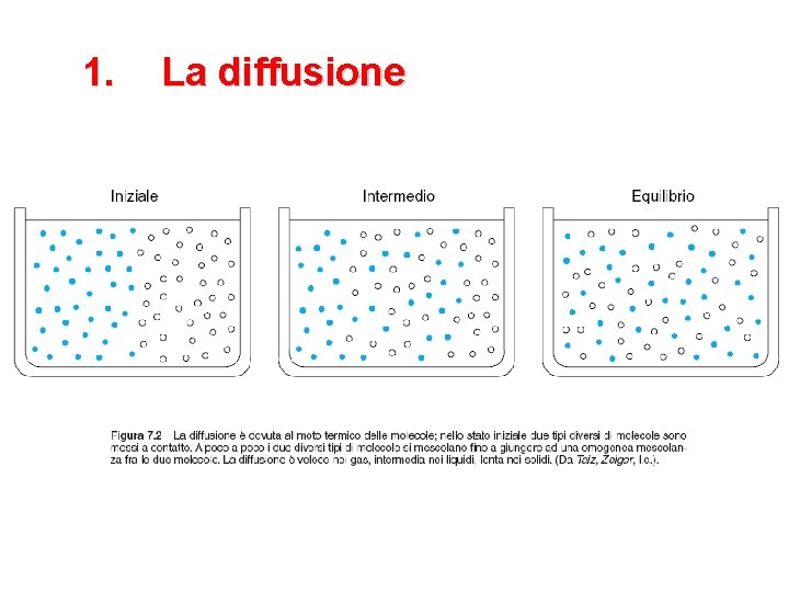 1. La diffusione 
