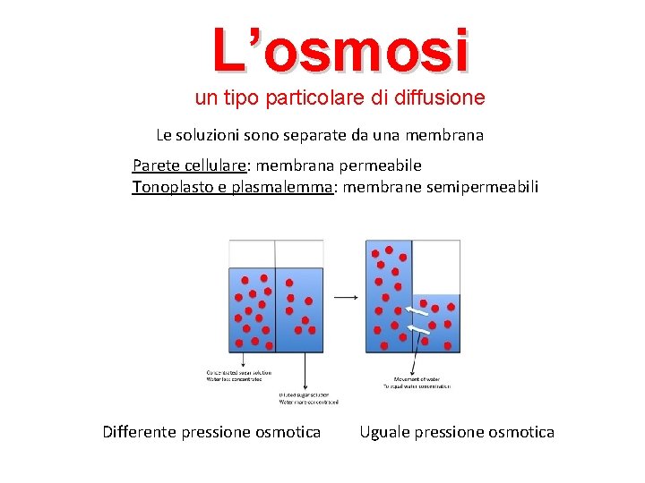 L’osmosi un tipo particolare di diffusione Le soluzioni sono separate da una membrana Parete
