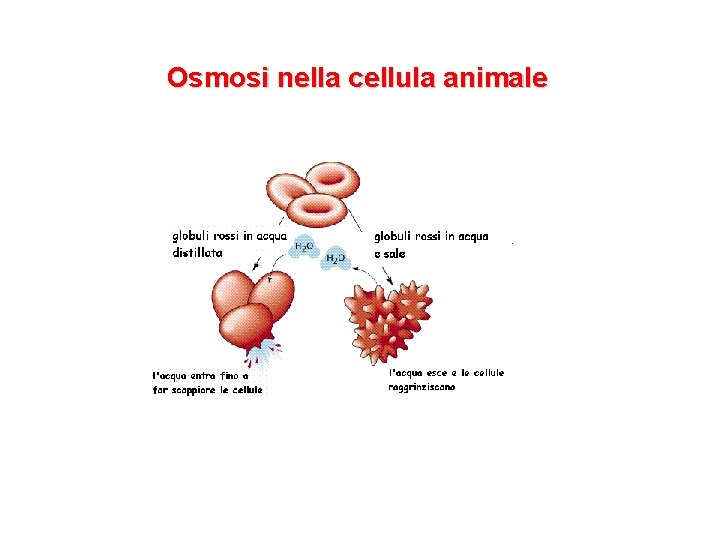 Osmosi nella cellula animale 
