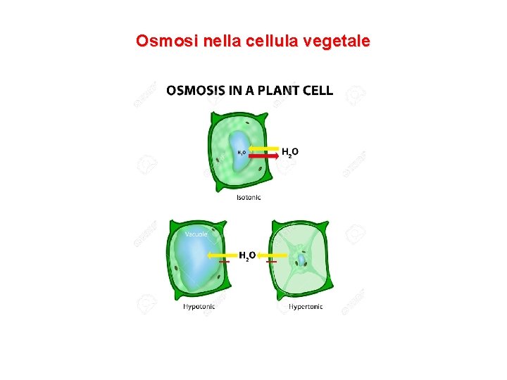 Osmosi nella cellula vegetale 