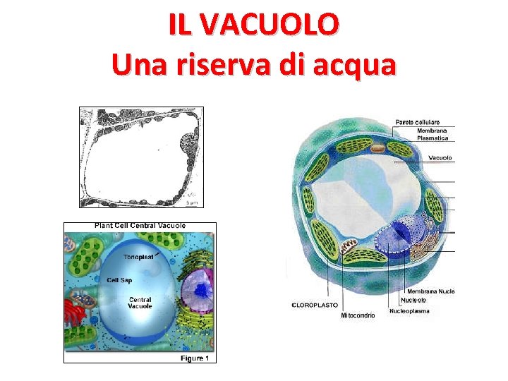 IL VACUOLO Una riserva di acqua 