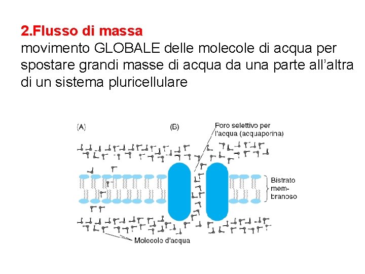 2. Flusso di massa movimento GLOBALE delle molecole di acqua per spostare grandi masse