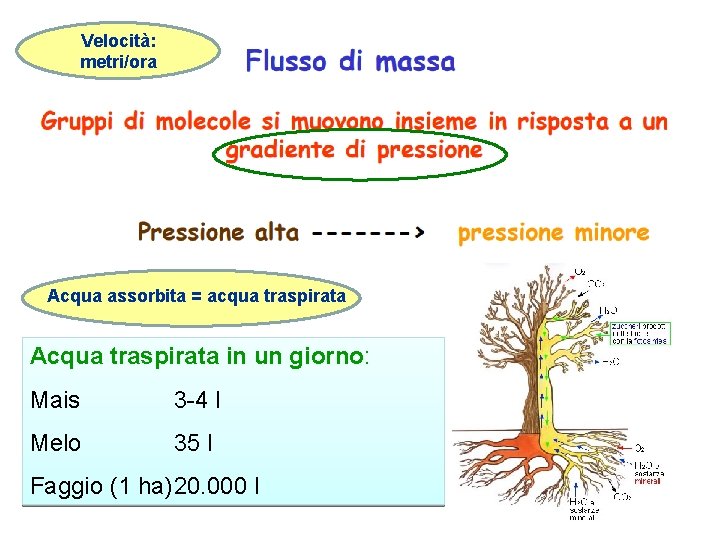 Velocità: metri/ora Acqua assorbita = acqua traspirata Acqua traspirata in un giorno: Mais 3