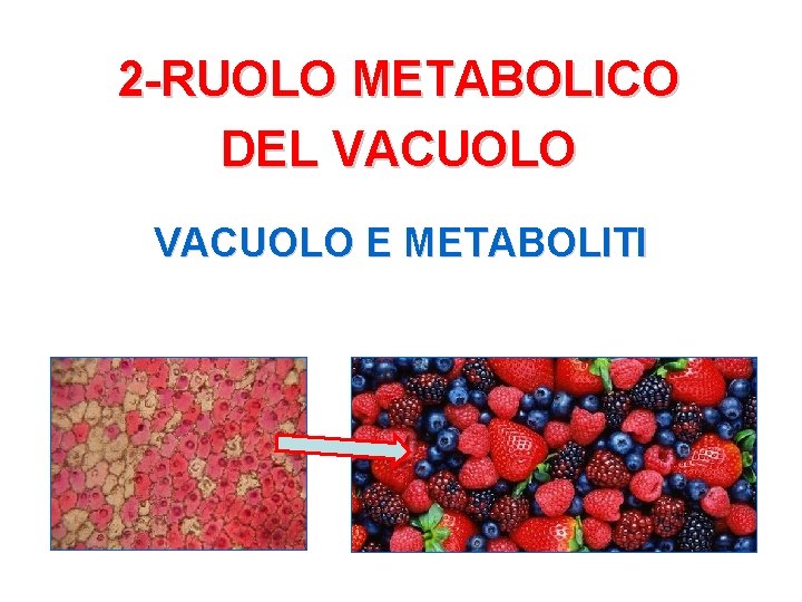 2 -RUOLO METABOLICO DEL VACUOLO E METABOLITI 
