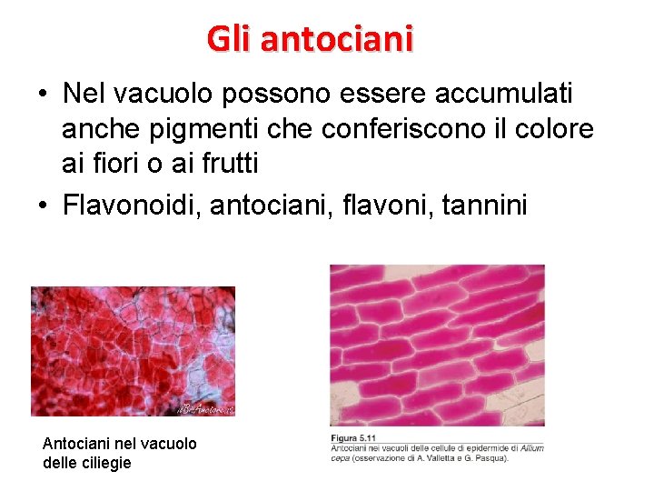 Gli antociani • Nel vacuolo possono essere accumulati anche pigmenti che conferiscono il colore