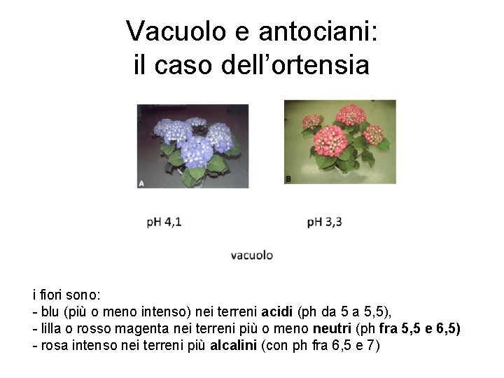 Vacuolo e antociani: il caso dell’ortensia i fiori sono: - blu (più o meno