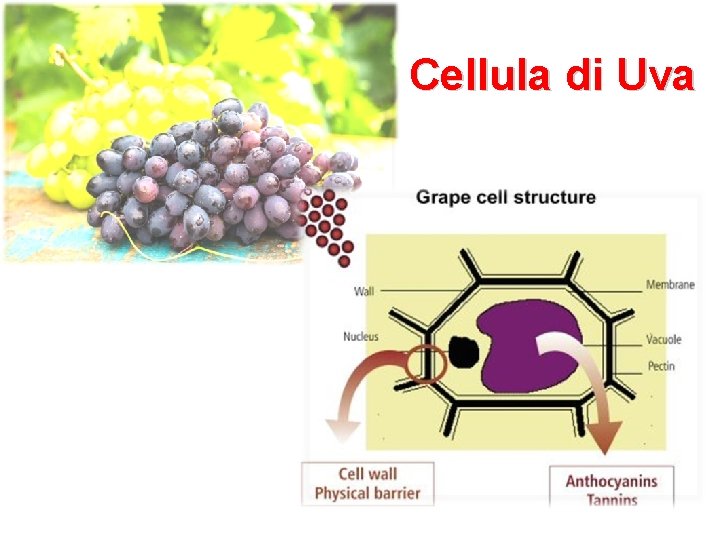 Cellula di Uva 