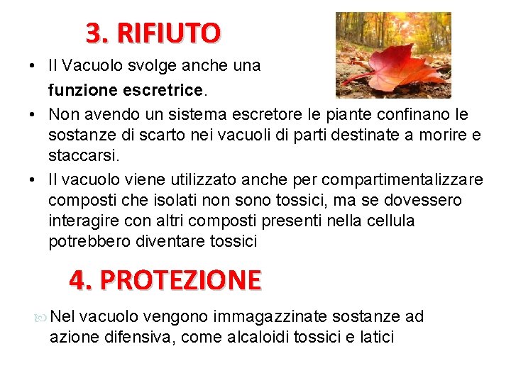 3. RIFIUTO • Il Vacuolo svolge anche una funzione escretrice. • Non avendo un