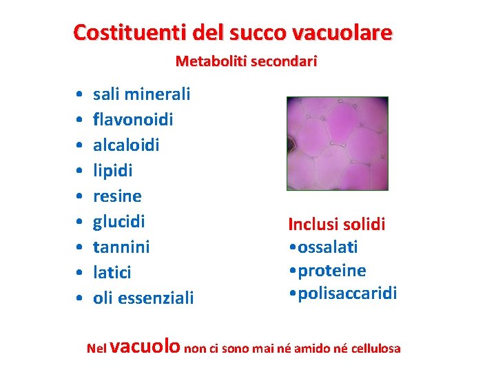 Costituenti del succo vacuolare Metaboliti secondari • • • sali minerali flavonoidi alcaloidi lipidi