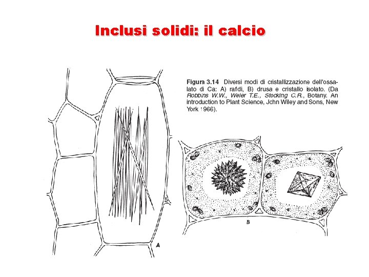 Inclusi solidi: il calcio 