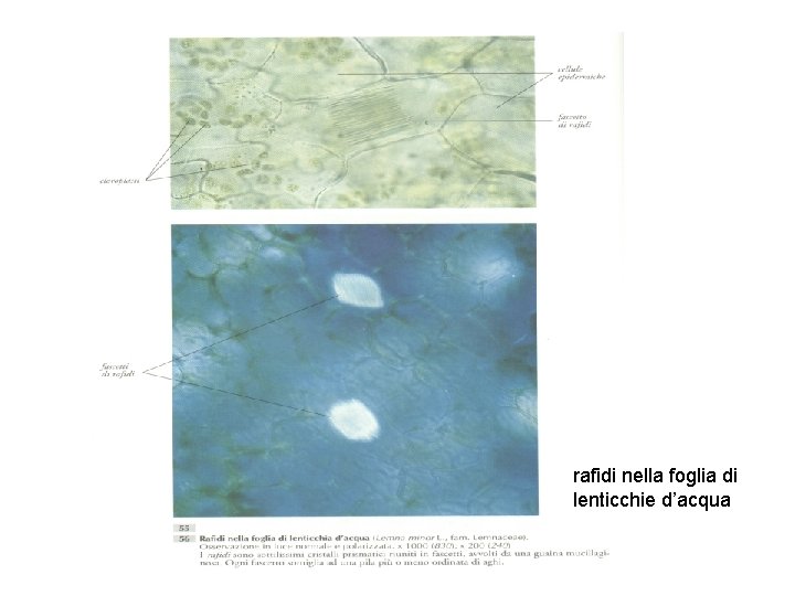 rafidi nella foglia di lenticchie d’acqua 