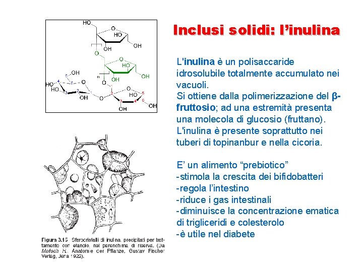 Inclusi solidi: l’inulina L'inulina è un polisaccaride idrosolubile totalmente accumulato nei vacuoli. Si ottiene