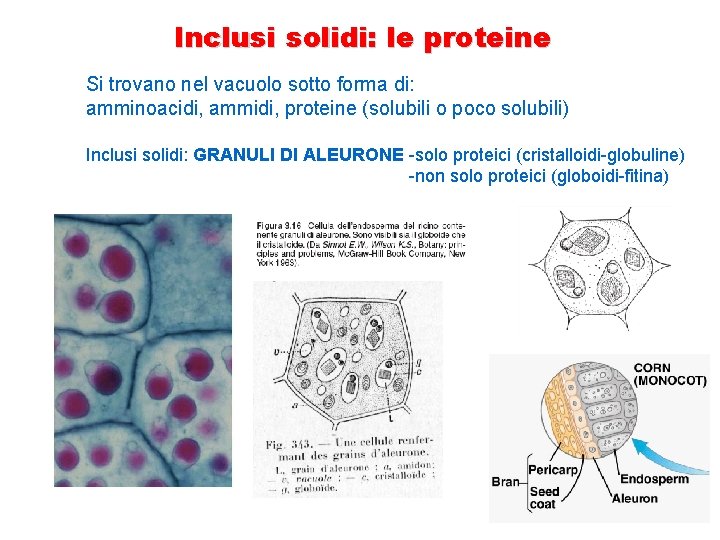 Inclusi solidi: le proteine Si trovano nel vacuolo sotto forma di: amminoacidi, ammidi, proteine