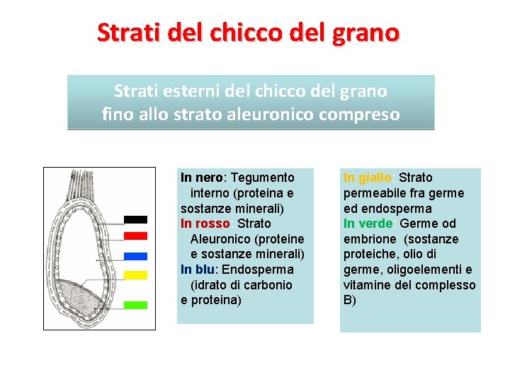 Strati del chicco del grano Strati esterni del chicco del grano fino allo strato
