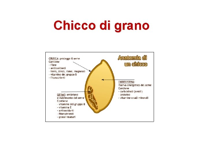 Chicco di grano 