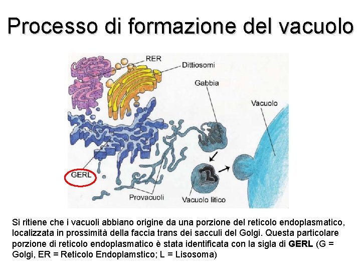 Processo di formazione del vacuolo Si ritiene che i vacuoli abbiano origine da una