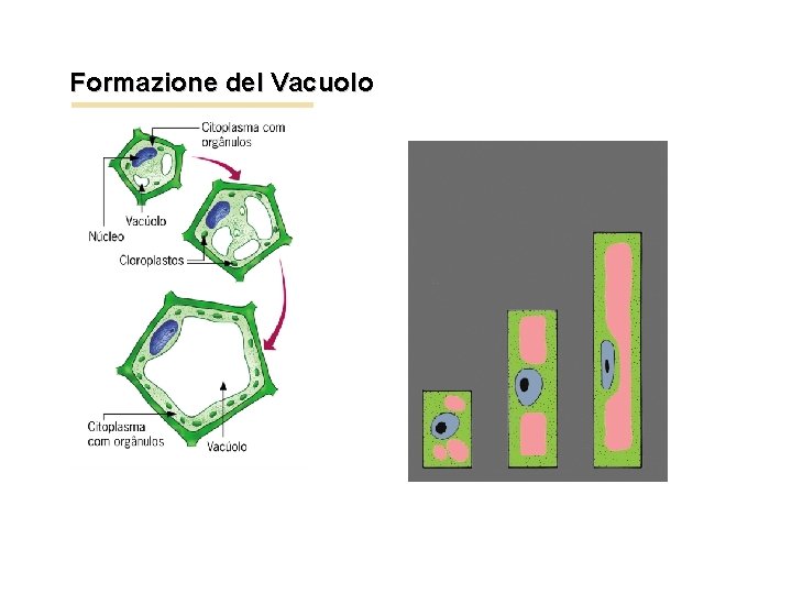 Formazione del Vacuolo 