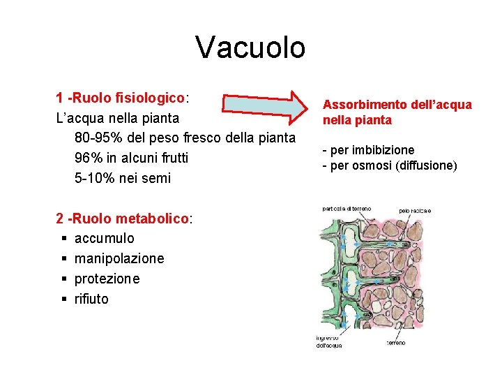 Vacuolo 1 -Ruolo fisiologico: L’acqua nella pianta 80 -95% del peso fresco della pianta