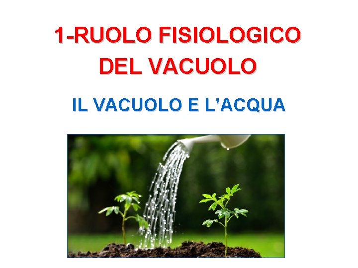 1 -RUOLO FISIOLOGICO DEL VACUOLO IL VACUOLO E L’ACQUA 