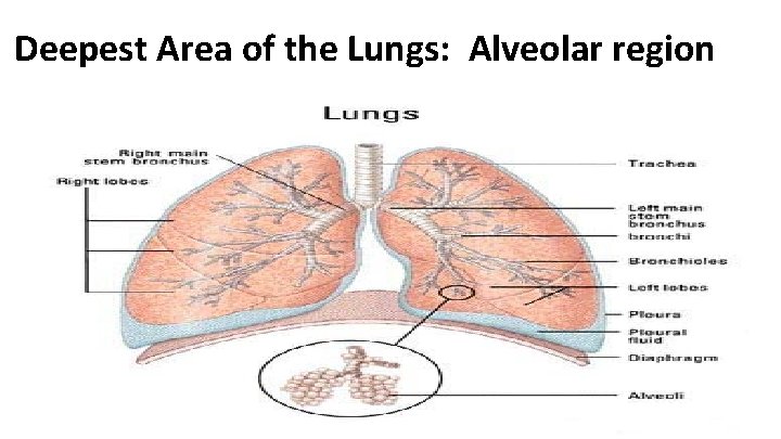 Deepest Area of the Lungs: Alveolar region 