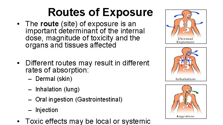 Routes of Exposure • The route (site) of exposure is an important determinant of